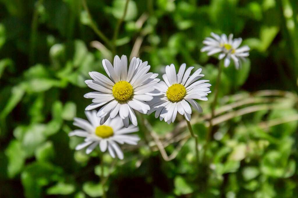 イングリッシュデージーと梅の実 あだっちゃんの花鳥風月 イングリッシュデージーと梅の実 あだっちゃんの花鳥風月