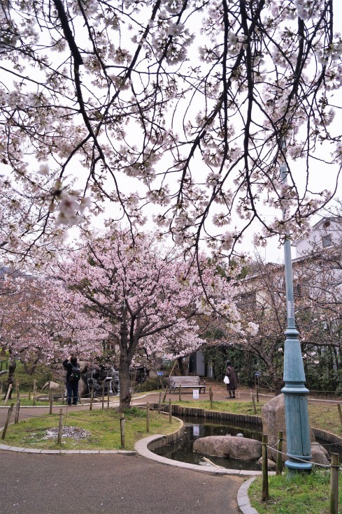 岡本南公園の桜_b0063958_20585483.jpg