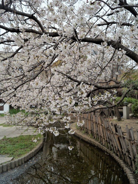 岡本南公園の桜_b0063958_20594417.jpg