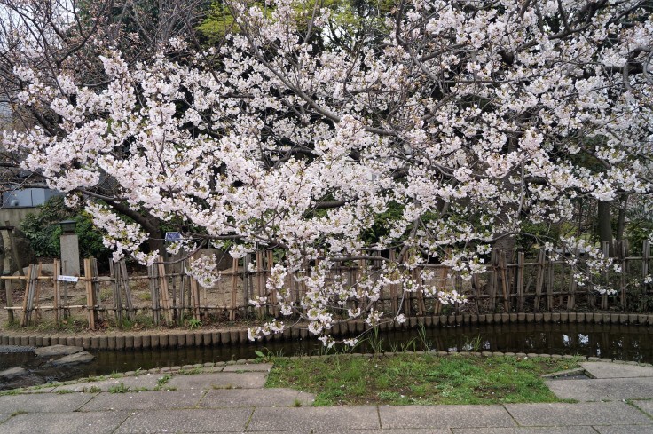 岡本南公園の桜_b0063958_21053427.jpg