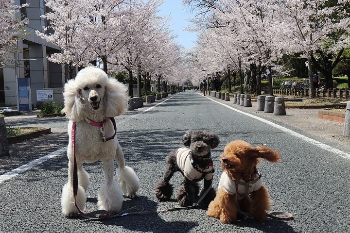 諏訪の桜トンネル。_b0111376_15035998.jpg