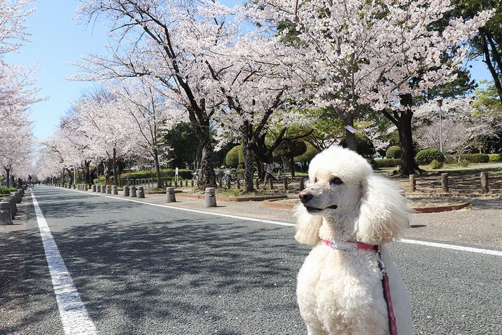 諏訪の桜トンネル。_b0111376_15040899.jpg
