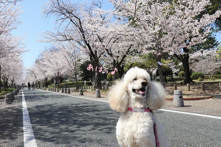 諏訪の桜トンネル。_b0111376_15041808.jpg