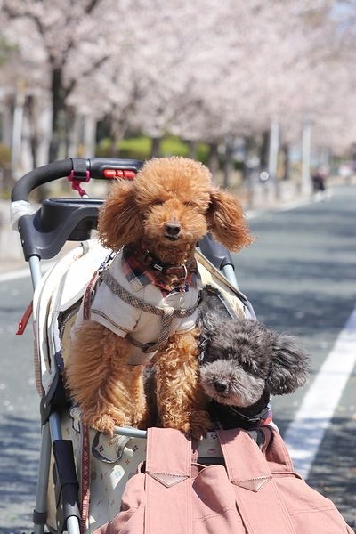 諏訪の桜トンネル。_b0111376_15060990.jpg