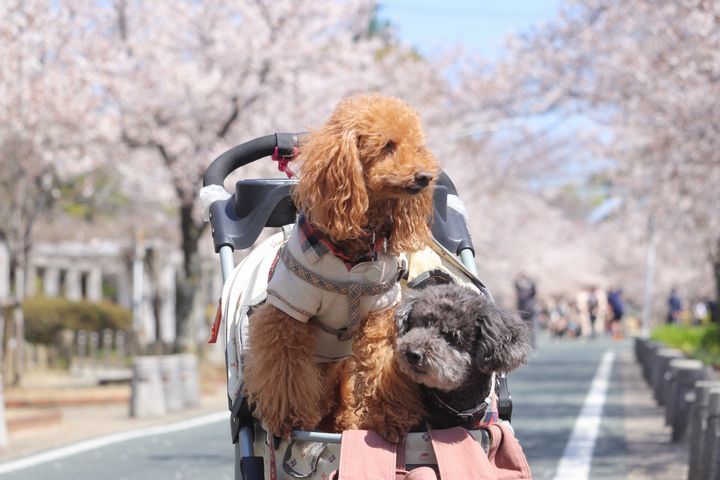 諏訪の桜トンネル。_b0111376_15074239.jpg