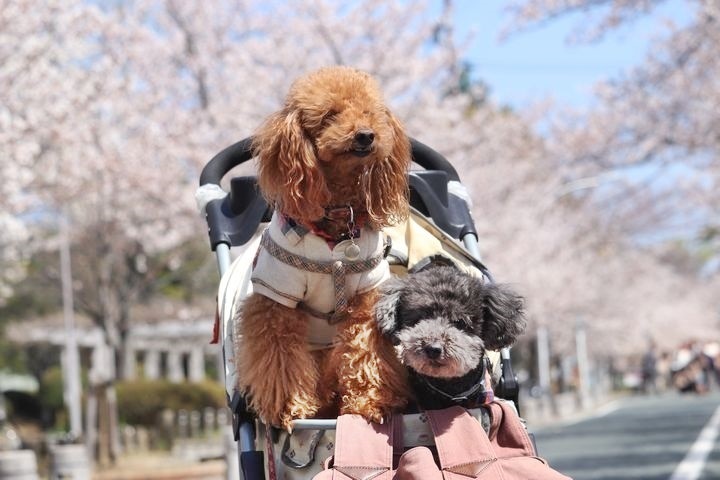 諏訪の桜トンネル。_b0111376_15074733.jpg