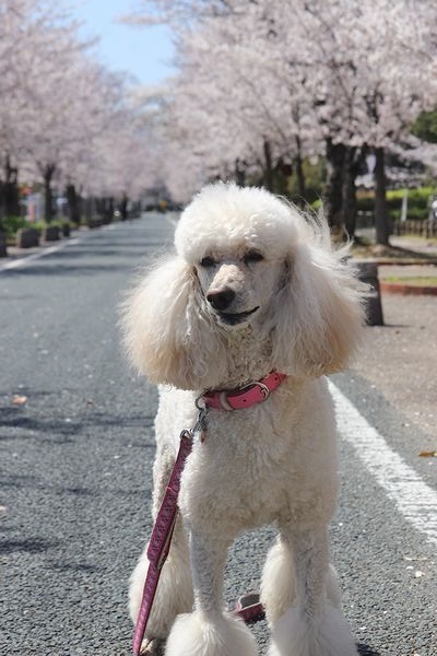 諏訪の桜トンネル。_b0111376_15080022.jpg