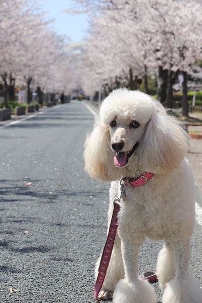 諏訪の桜トンネル。_b0111376_15080641.jpg