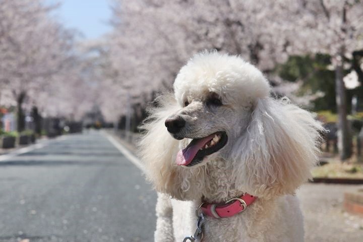 諏訪の桜トンネル。_b0111376_15082241.jpg