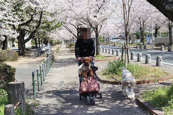 諏訪の桜トンネル。_b0111376_15083555.jpg