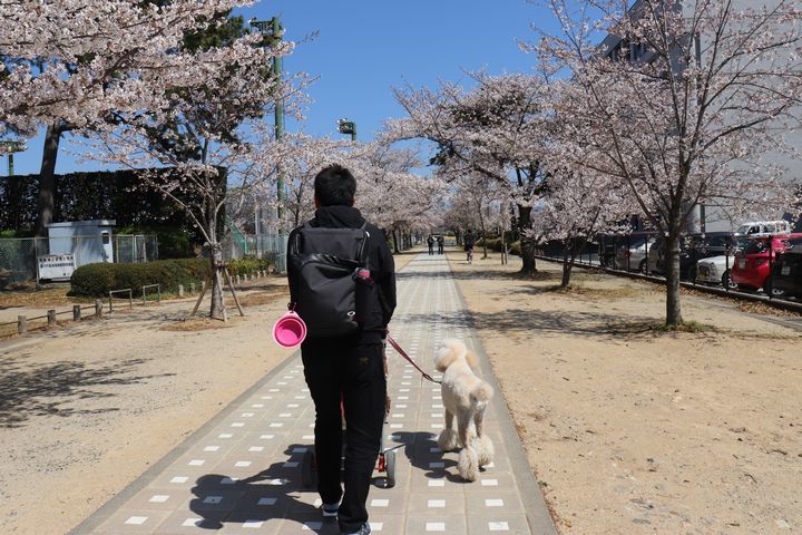 諏訪の桜トンネル。_b0111376_15084823.jpg