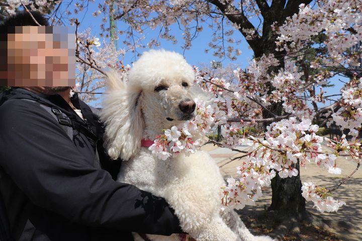諏訪の桜トンネル。_b0111376_15135672.jpg
