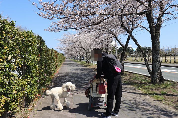 諏訪の桜トンネル。_b0111376_15214148.jpg