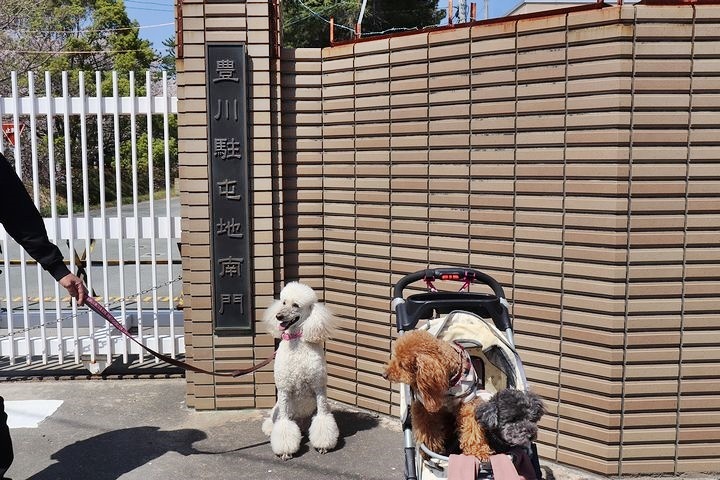 諏訪の桜トンネル。_b0111376_15254332.jpg