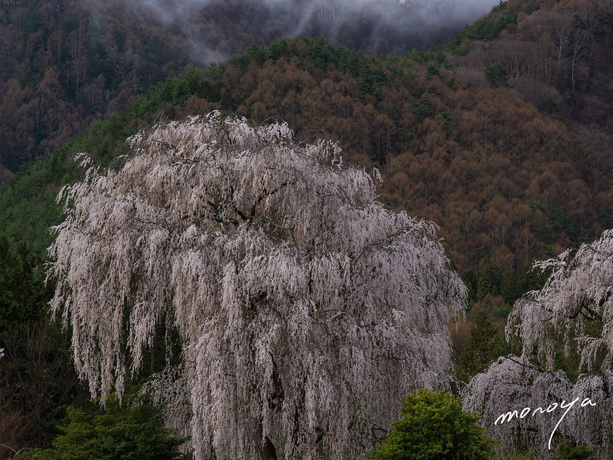安曇野の桜２ 風景 Photo