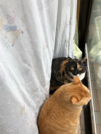 必要な用事ついでにお花見_e0355177_15400852.jpg