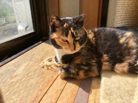 必要な用事ついでにお花見_e0355177_15401002.jpg