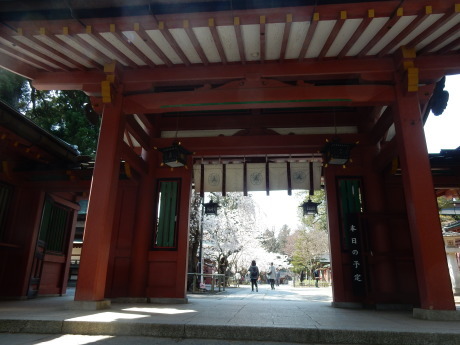 必要な用事ついでにお花見_e0355177_15553749.jpg