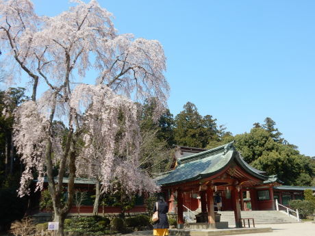 必要な用事ついでにお花見_e0355177_15555927.jpg