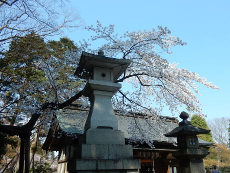必要な用事ついでにお花見_e0355177_15563146.jpg