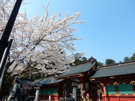 必要な用事ついでにお花見_e0355177_15564221.jpg