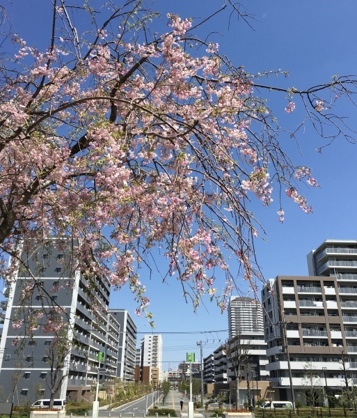 記念桜_a0263080_14203464.jpeg