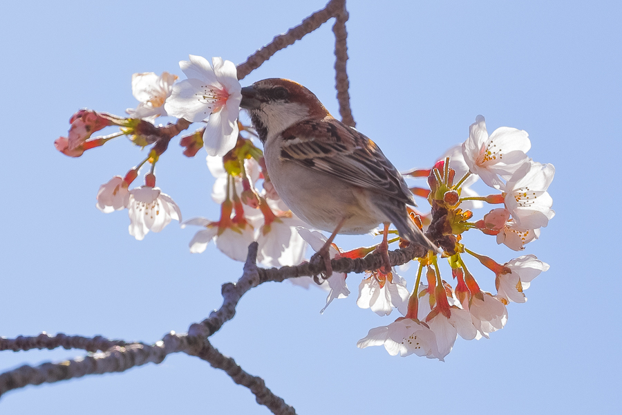 桜とニュウナイスズメ_c0394087_00251808.jpg