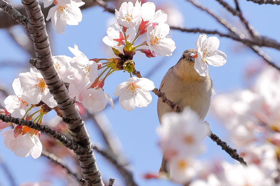 桜とニュウナイスズメ_c0394087_00252154.jpg