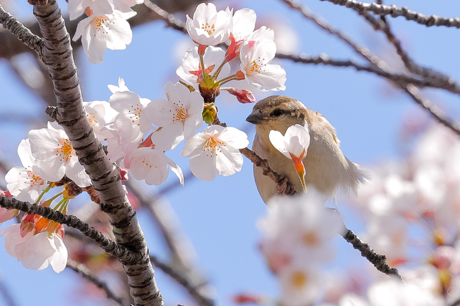 桜とニュウナイスズメ_c0394087_00252177.jpg