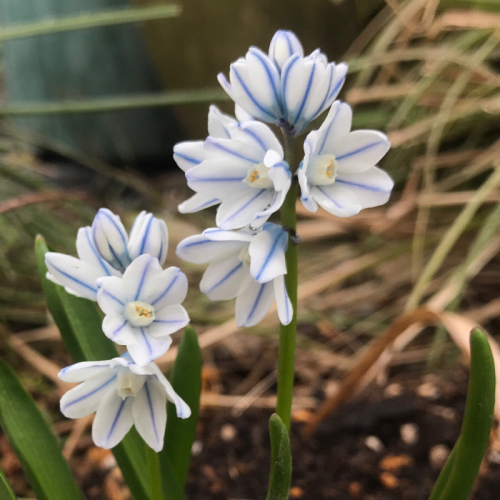 球根類や春の花が咲きだした Bleu Belle Fleur ブルーベルフルール