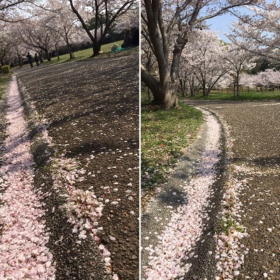 デカパンと今日の桜と王子。_f0372998_20053782.jpg