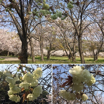 デカパンと今日の桜と王子。_f0372998_20054645.jpg
