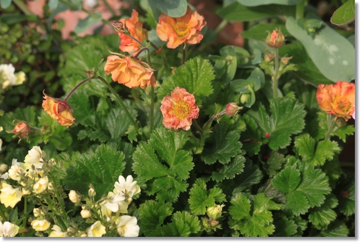 ゲウム マイタイも開花の寄せ植えまとめます 小さな庭で