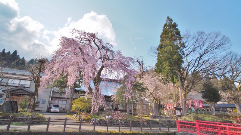 千手院の枝垂れ桜 ③_c0336902_21401055.jpg