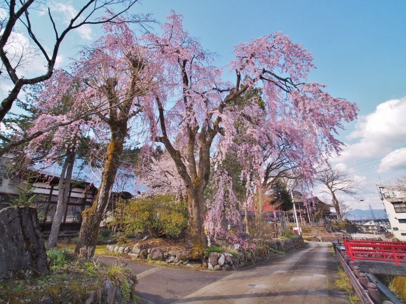 千手院の枝垂れ桜 ③_c0336902_21401457.jpg