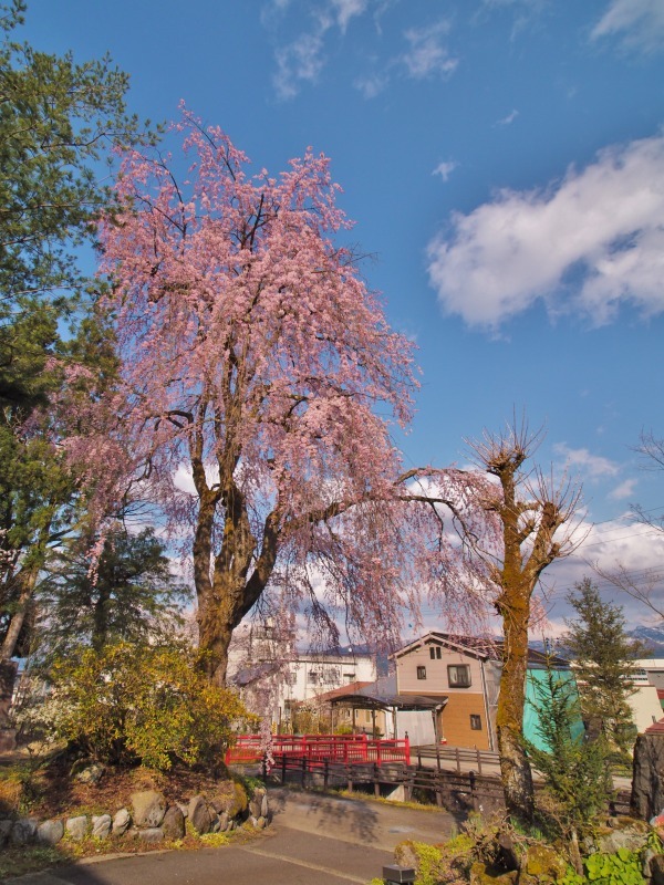 千手院の枝垂れ桜 ③_c0336902_21402272.jpg