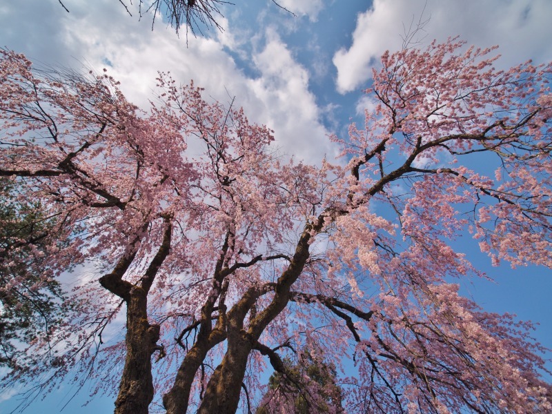千手院の枝垂れ桜 ③_c0336902_21402615.jpg