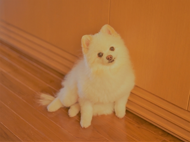 今回は自信があります 徒然てんぐさ 今回は自信があります 徒然てんぐさ