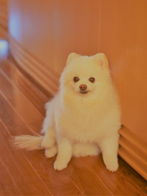 今回は自信があります_d0360206_00130096.jpg