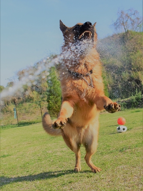 謎の野生生物に遭遇した話_d0360206_00233753.jpg