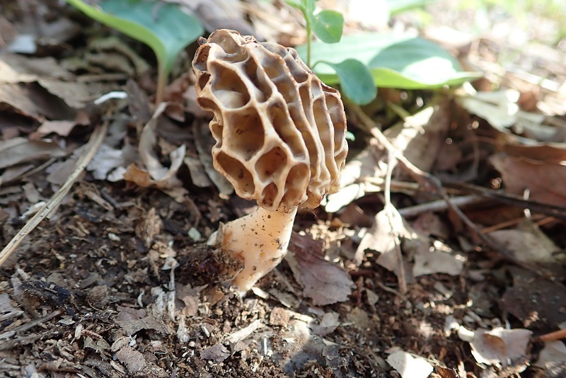 ☆Morchella esculenta var. esculenta (アミガサタケ)