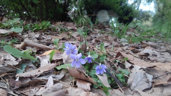 陽太のお花観察_d0224111_13313028.jpg