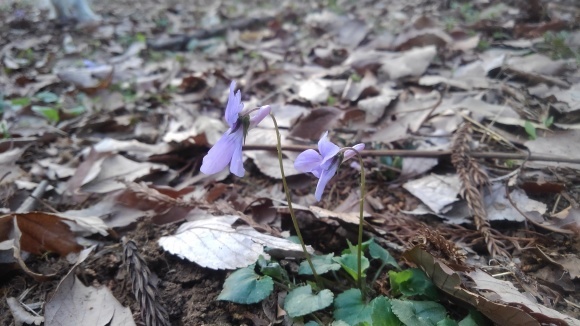 陽太のお花観察_d0224111_13322609.jpg