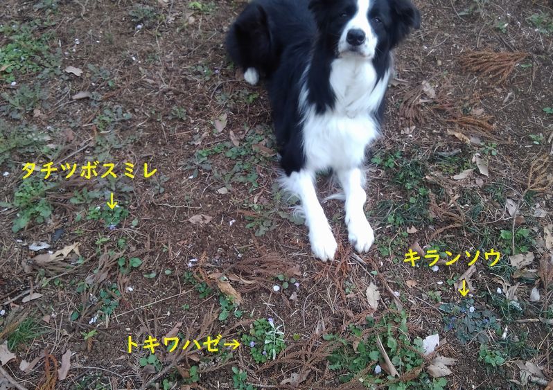 陽太のお花観察_d0224111_13370697.jpg