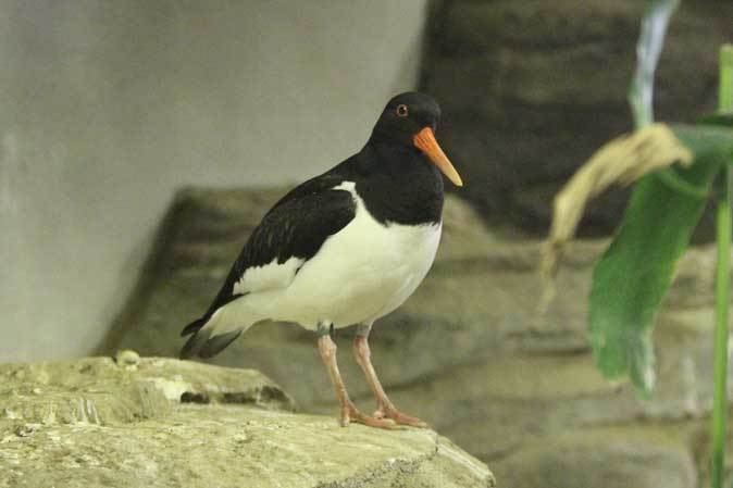 上野動物園バードハウス大図鑑②～1Ｆ：ミヤコドリの若鳥とツメバゲリ_b0355317_21444705.jpg