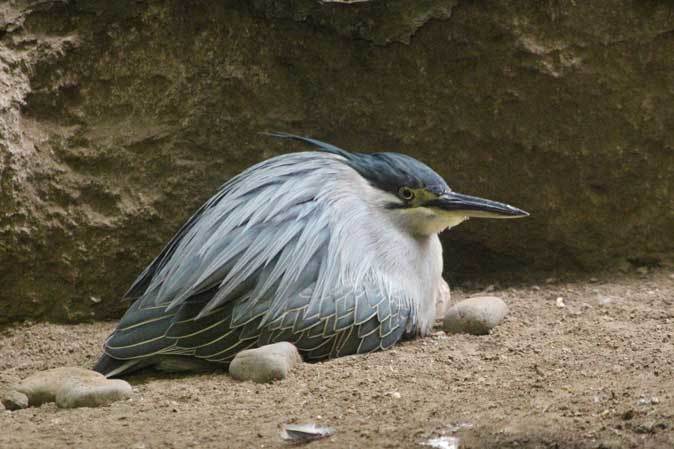 上野動物園バードハウス大図鑑②～1Ｆ：ミヤコドリの若鳥とツメバゲリ_b0355317_22154023.jpg