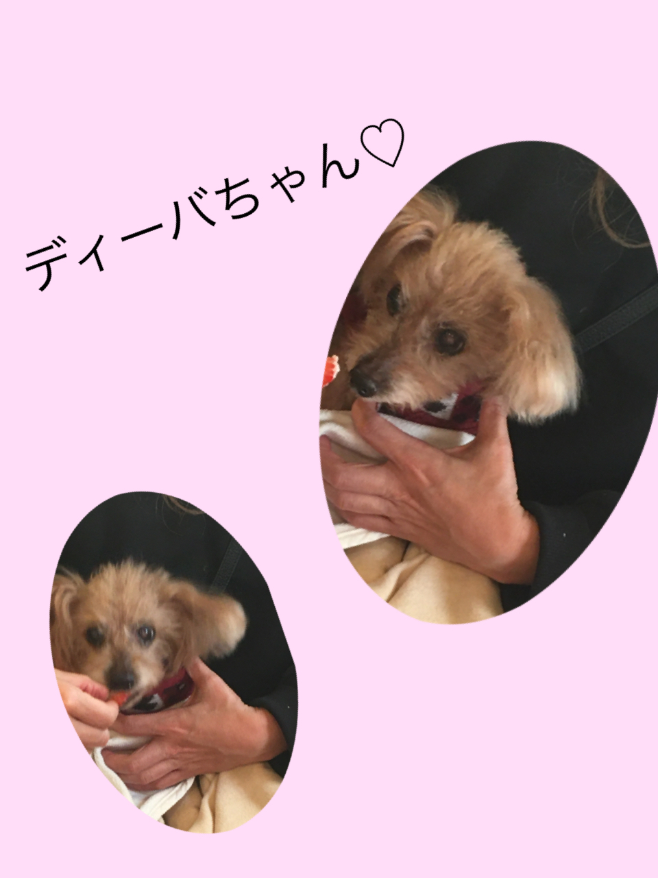 ディーバちゃん_c0146921_11182290.jpg