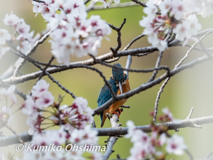 桜カワセミ・・・_e0372432_20421846.jpg