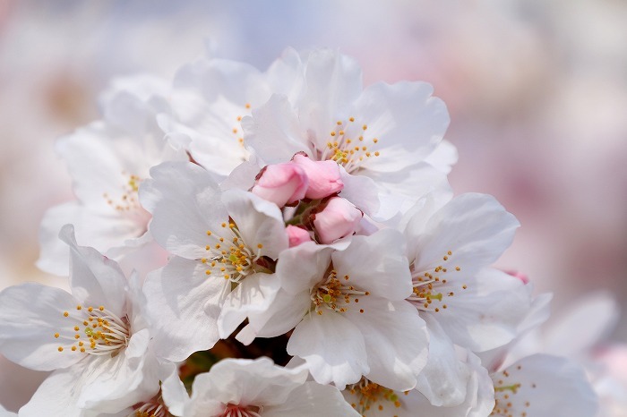 瀬戸川の桜・2_f0327034_21015831.jpg