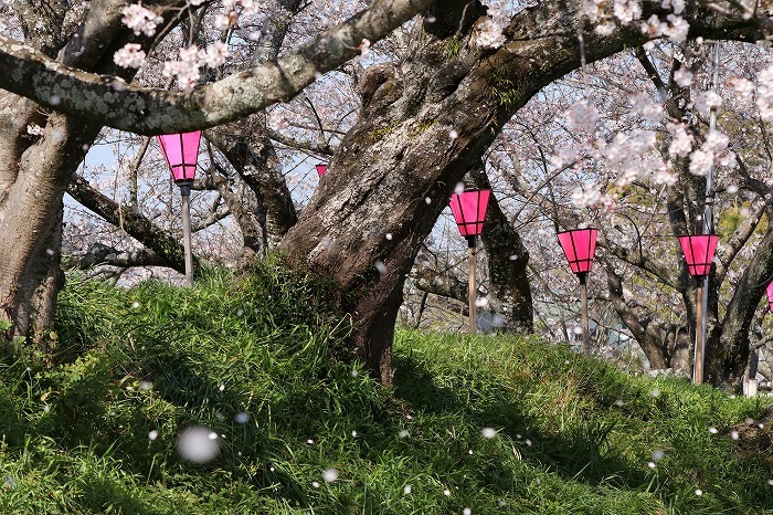 瀬戸川の桜・2_f0327034_21022381.jpg